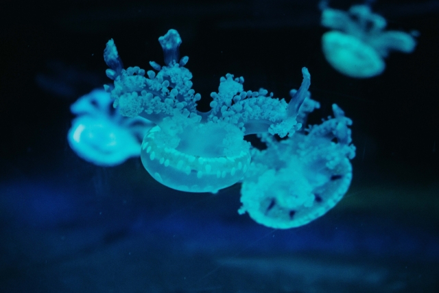  Jellyfish o Jellyfish 