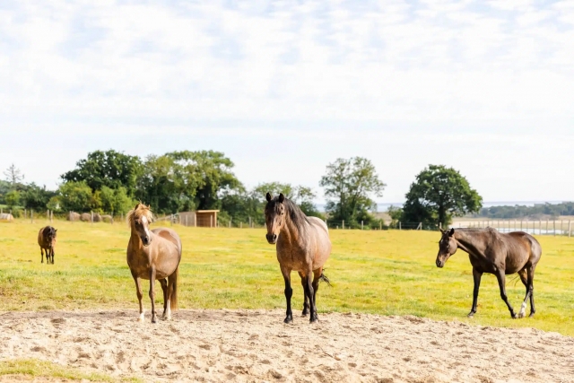  Nuestros caballos tienen un carácter gentil 