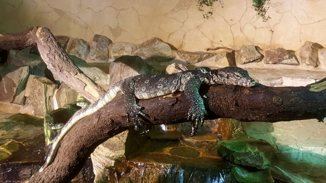  L'heure de la siesle à Alligator Bay 