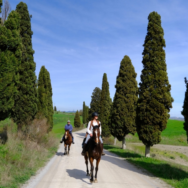 Camina por las callejuelas de pinos 