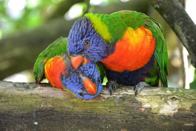  Admire las aves de muchos colores 