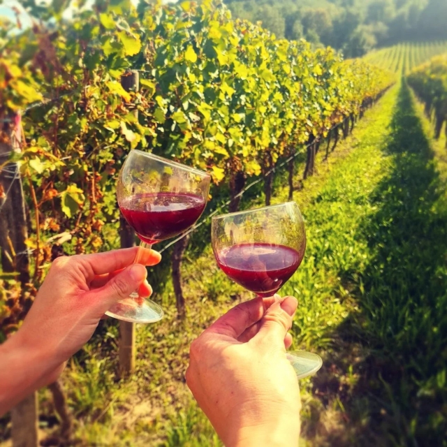 Participe en una camarra de vinos 