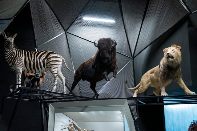  Admire los animales en la galería 