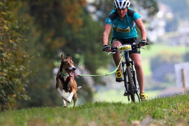 Cani-rando en Puy-de-Dôme 