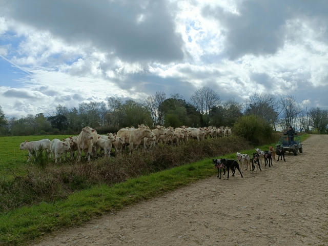  Disfrule de una experiencia de mushing en Bromont Lamothe