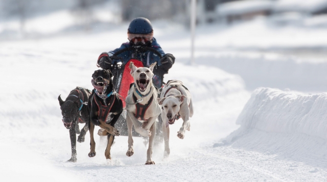 Mushing por Sancy 