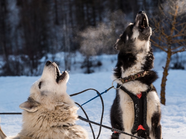  Mushing en el valle de Ubaye