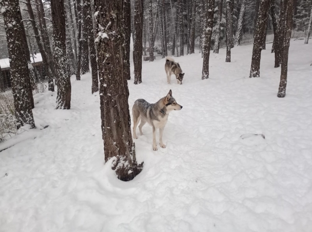 Nuestros perros preparados para la actividad de mushing 