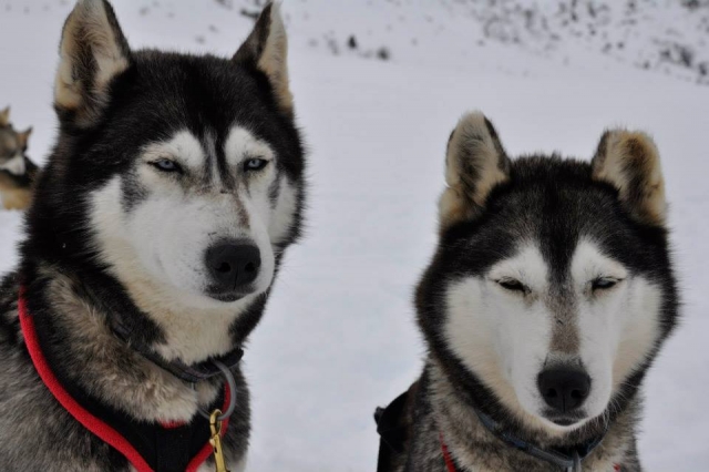  Pbaños con trineos tirados por perros por los Alpes 