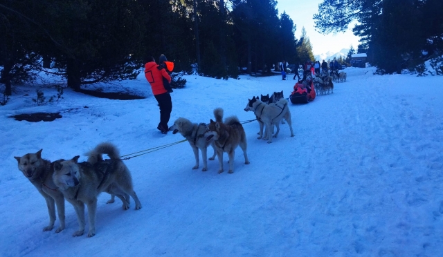  Disfruta del mushing en los Alpes 