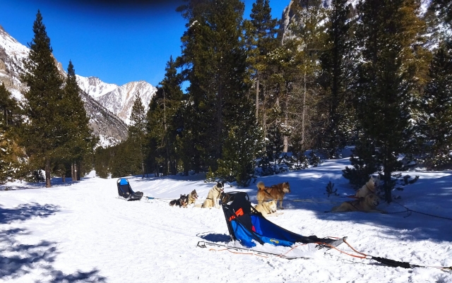  En un viaje en mushing 