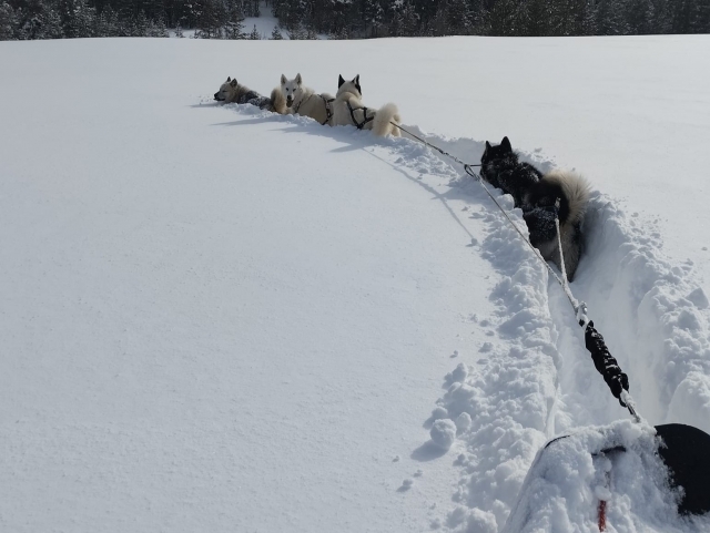  Maneja un trineo por la nieve de los Alpes 