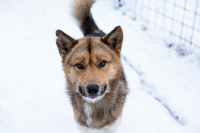  Perros listos para pbaños en mushing 