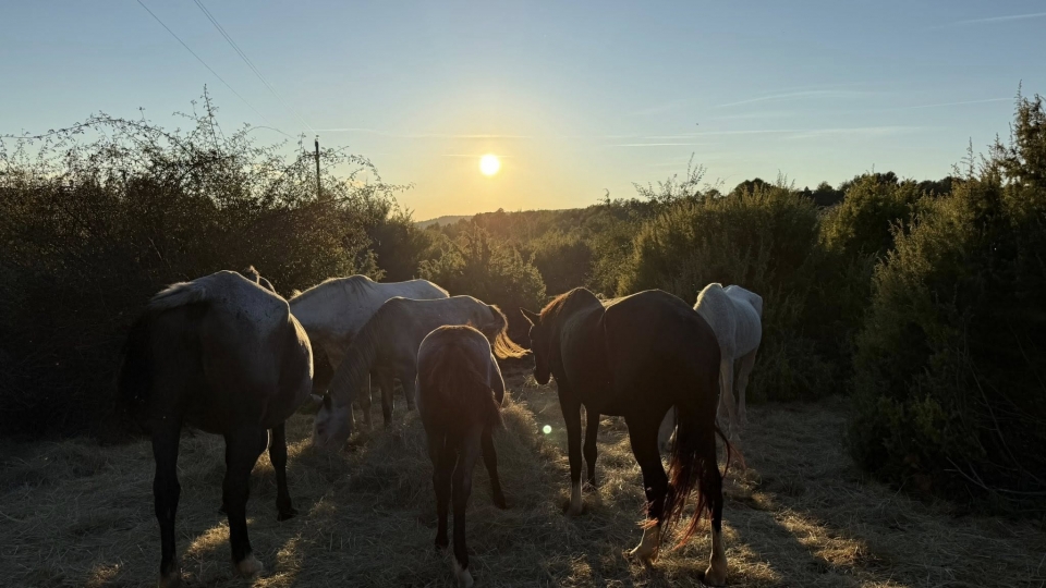Priorizamos el bienestar de nuestros caballos Priorizamos el bienestar de nuestros caballos