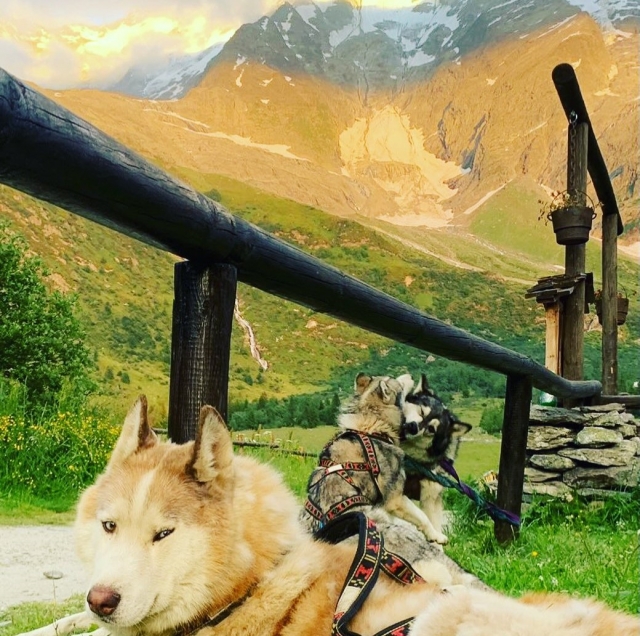  Nuestras actividades caninas se desarrollan durante todo el año