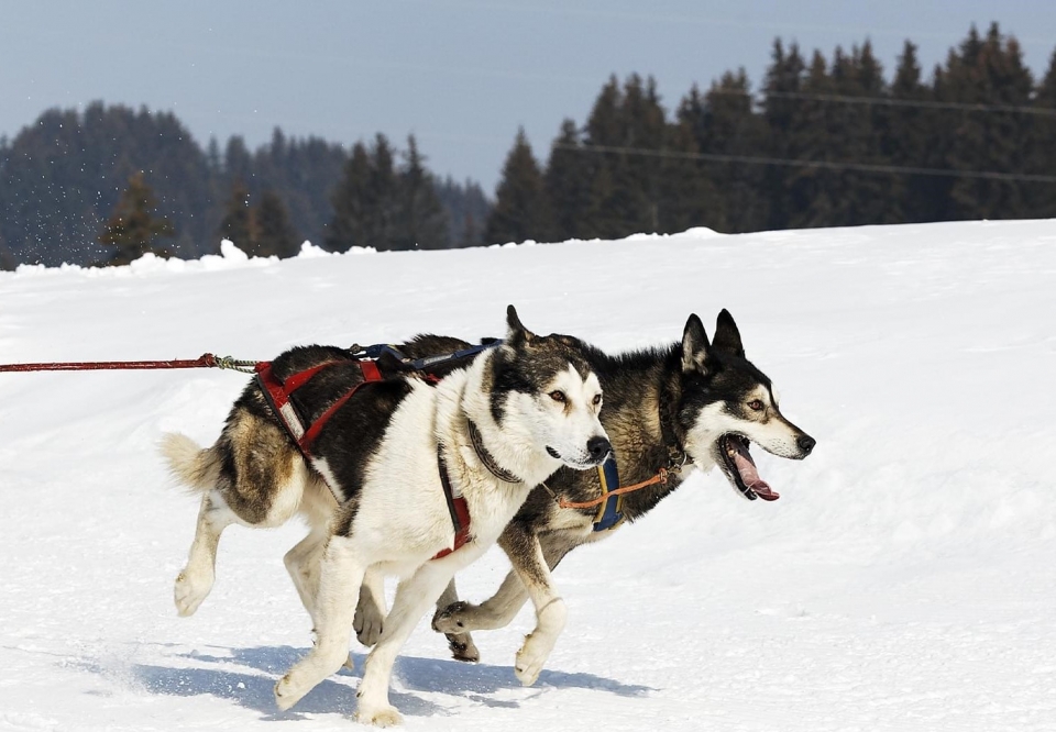  Nuestros trineos tirados por perros le esperan en Alta Saboya 