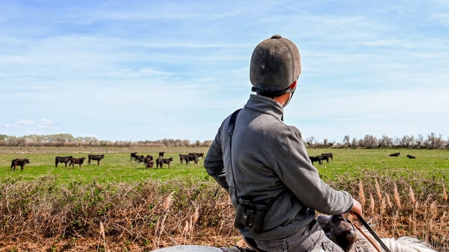 Visita los toros durante su paseo 