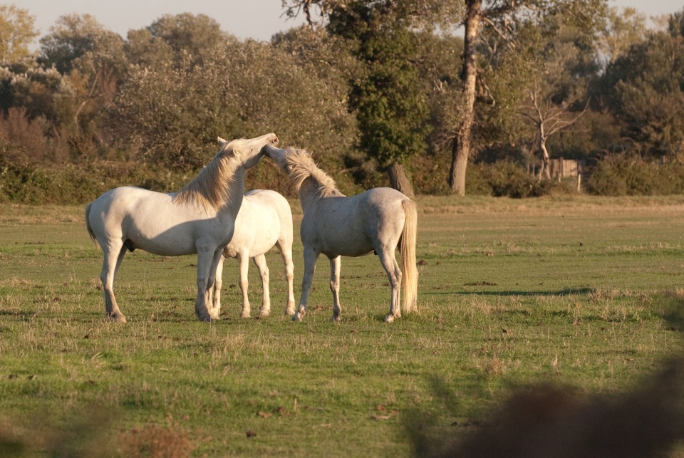 Caballos en nuestra granja ecológica 