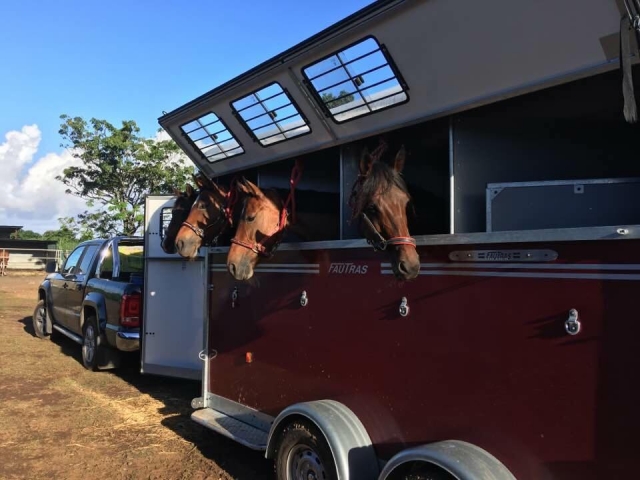  Caballos antes de un paseo 