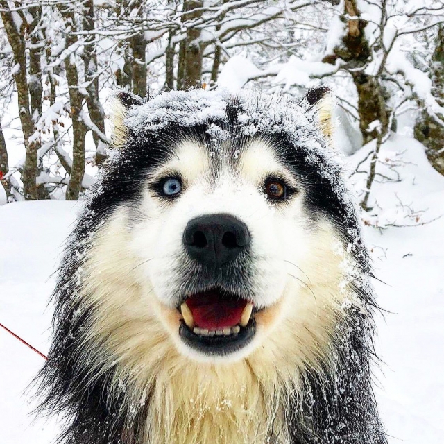  Nuestros perros le esperan en Pierre-Saint-Martin