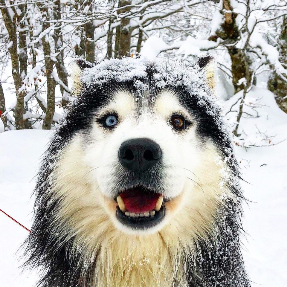  Nuestros perros le esperan en Pierre-Saint-Martin
