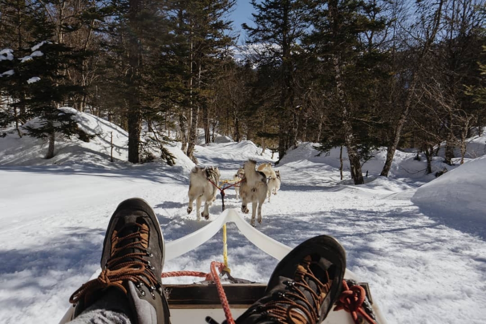  Sentado en el trineo jalado por perros 