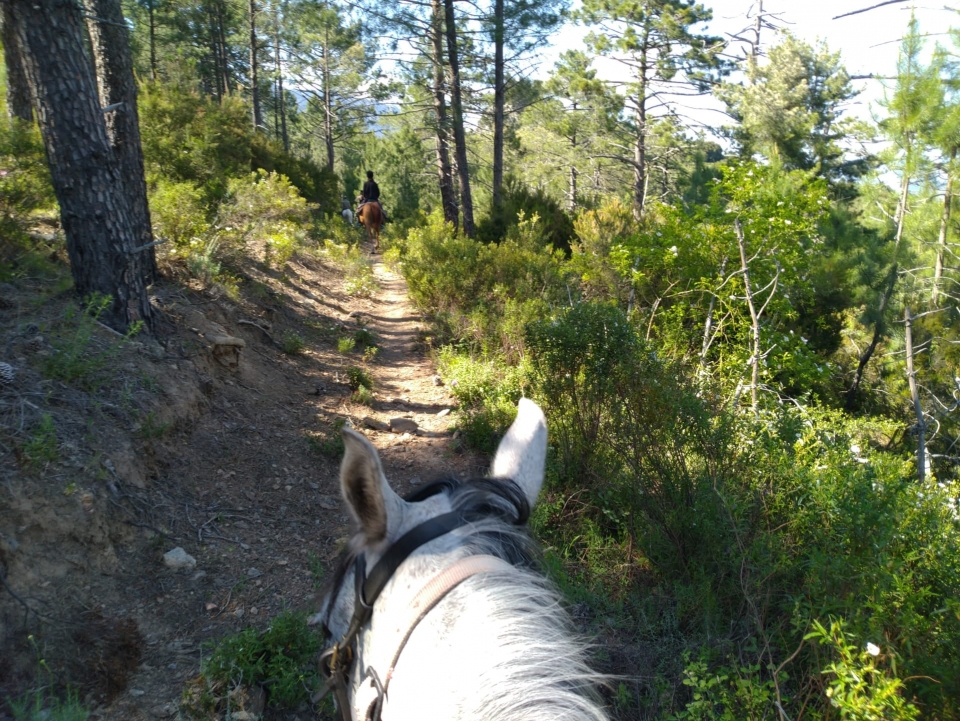  Reservación hoy su paseo a caballo en Córcega