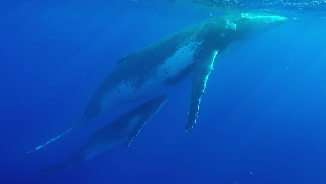  Ballenas jorobadas frente a la costa de Reunión