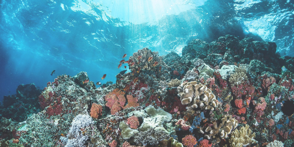Arrecife de coral en la costa oeste, frente a la costa de Saint-Leu 