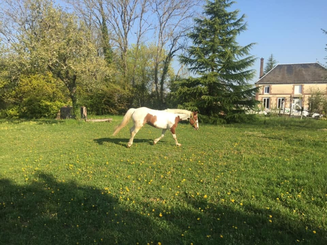  Caballo picazo en el prado, delante del establo 