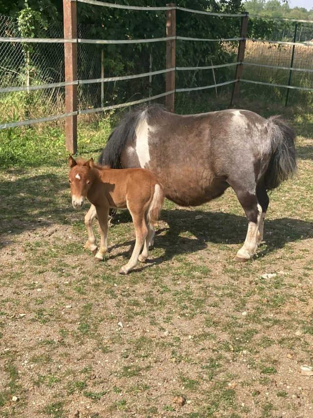  Una yegua y su potro en el paddock 