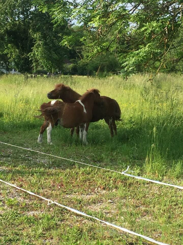  Dos ponis Shetland en el prado 