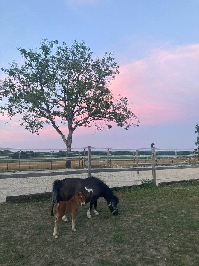  Potro y su madre al atardecer