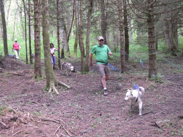  camicrema cani manejando trineos tirados por perros en Isère en La Ferrière.JPG 
