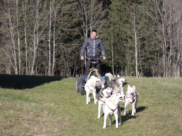 Descubrimiento de los trineos tirados por perros en Isère 