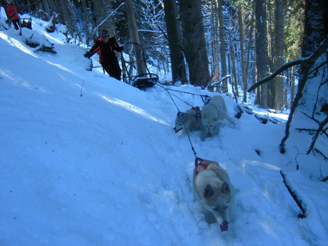  Descubrimiento de los paisajes nevados de 'Isère en mushing