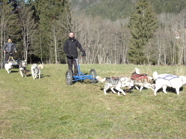  Trineo jalado por perros o actividad divertida 