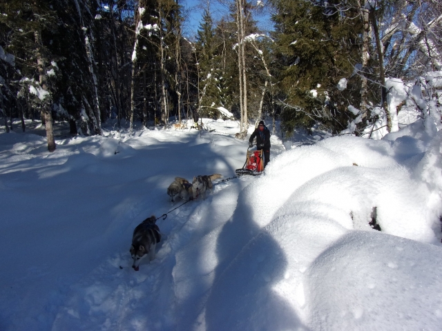 Trineo jalado por perros en los bosques nevados 