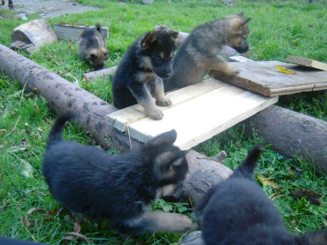 Perros de cría 
