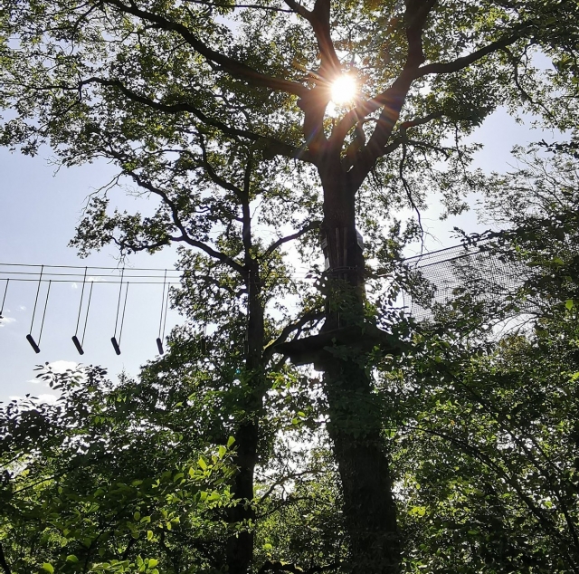  Parte de la actividad es escalar árboles