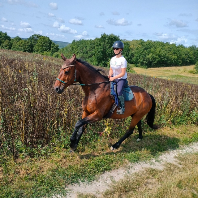  Pbaños a caballo para principiantes