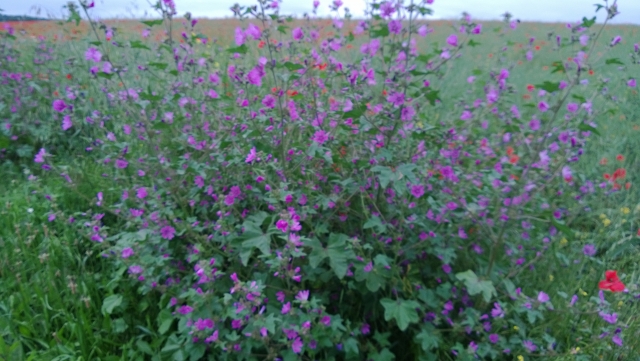  Avricourt en flor 