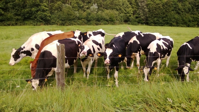 Animales del campo 