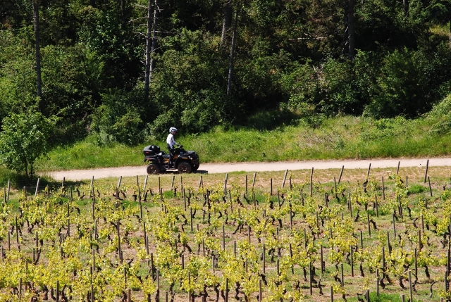  Tour des vignes en cuatrimoto 