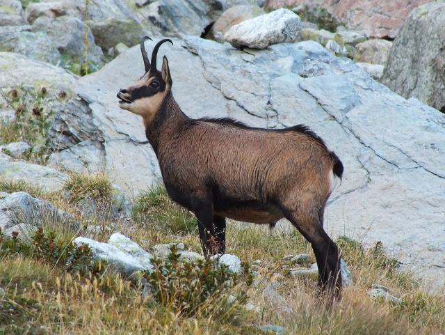  Pequeño rebeco alpino 