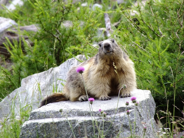  Marmota alpina