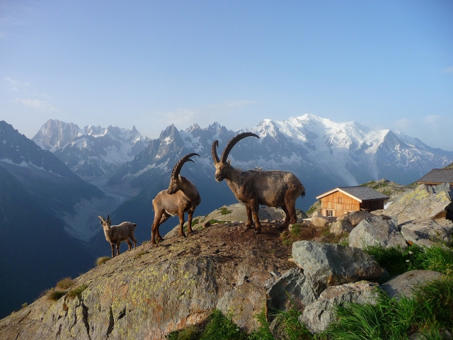  Ibex: reyes de los Alpes 