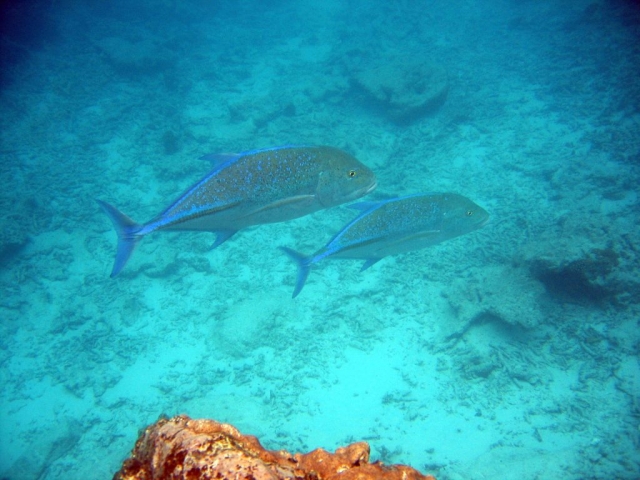  Su kayak transparenle le permitirá observar los peces directamenle desde su barco 