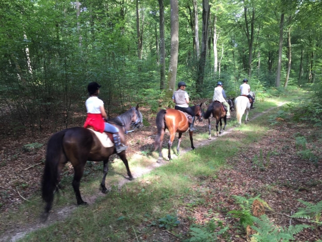 Paseo por el bosque de Brotonne