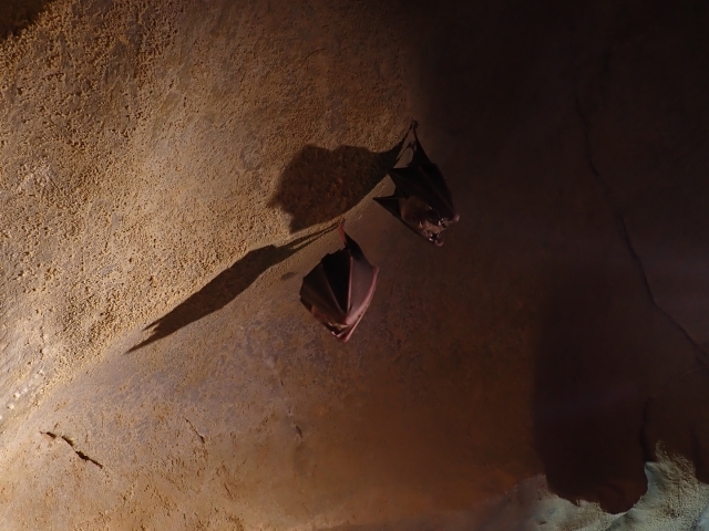  Fauna de las cavernas 